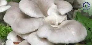 مراحل پرورش قارچ صدفی؛ راهنمای جامع تولید از آماده سازی سالن تا برداشت اقتصادی
