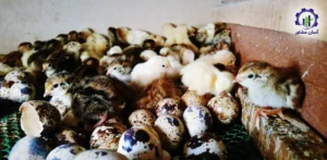 بررسی بازار داخلی و خارجی فارم پرورش بلدرچین