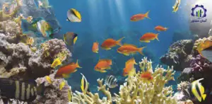 بررسی فرآیند پرورش ماهیان زینتی
