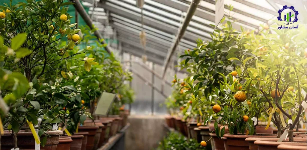 طرح توجیهی احداث گلخانه پرورش نهال مثمر