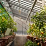 طرح توجیهی احداث گلخانه پرورش نهال مثمر