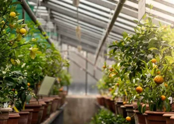 طرح توجیهی احداث گلخانه پرورش نهال مثمر