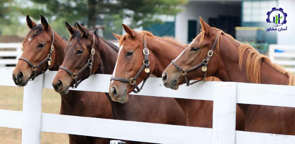 طرح توجیهی احداث فارم پرورش اسب