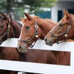 طرح توجیهی احداث فارم پرورش اسب