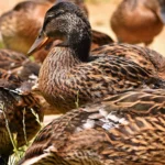 طرح توجیهی احداث فارم پرورش بلدرچین