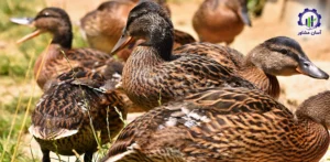 طرح توجیهی احداث فارم پرورش بلدرچین