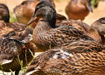 طرح توجیهی احداث فارم پرورش بلدرچین