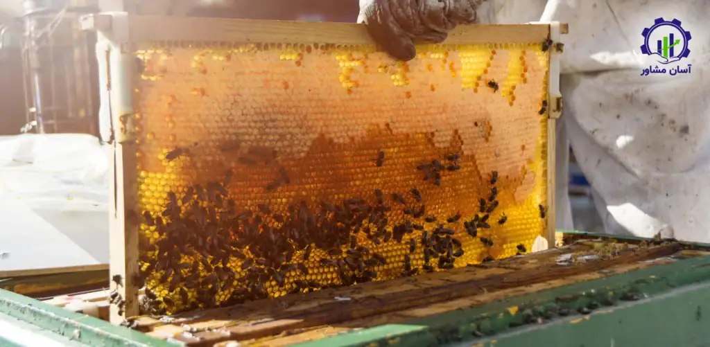 طرح توجیهی احداث فارم پرورش زنبور عسل