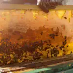 طرح توجیهی احداث فارم پرورش زنبور عسل