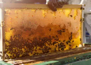 طرح توجیهی احداث فارم پرورش زنبور عسل