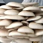 طرح توجیهی احداث فارم پرورش قارچ صدفی