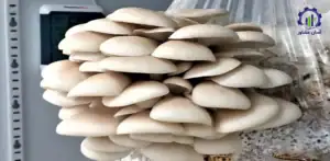 طرح توجیهی احداث فارم پرورش قارچ صدفی