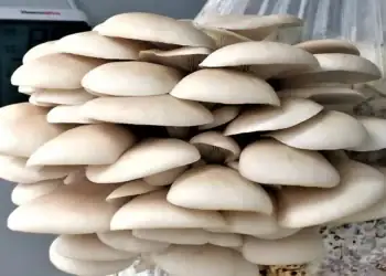 طرح توجیهی احداث فارم پرورش قارچ صدفی