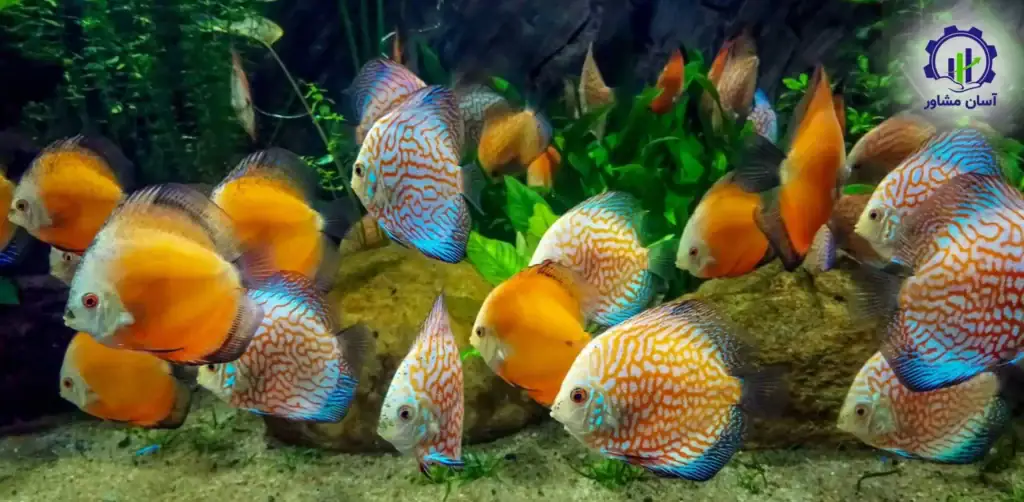 طرح پرورش ماهیان زینتی