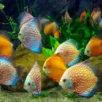 طرح توجیهی احداث فارم پرورش ماهیان زینتی