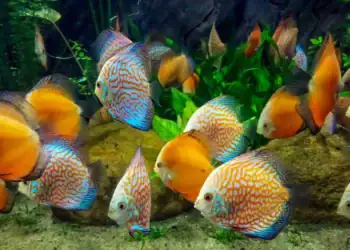 طرح توجیهی احداث فارم پرورش ماهیان زینتی