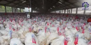 بررسی بازار داخلی و خارجی طرح احداث فارم پرورش بوقلمون