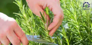 بررسی تجهیزات و تأسیسات احداث فارم کاشت و پرورش گیاه رزماری
