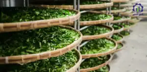 مراحل تولید و بسته بندی چای؛ راهنمای جامع و تخصصی