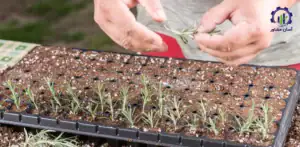مراحل کاشت و پرورش رزماری؛ راهنمای جامع برای سرمایه گذاری و بهره وری بالا