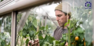 بررسی بازار داخلی و خارجی طرح احداث گلخانه پرورش نهال مثمر