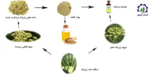 بررسی فرآیند پرورش رازیانه