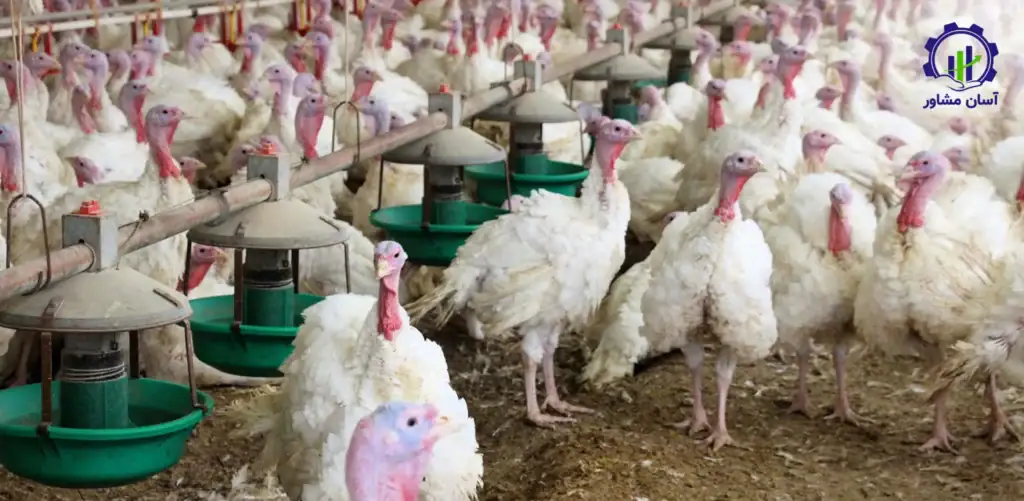 طرح توجیهی احداث فارم پرورش بوقلمون