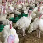 طرح توجیهی احداث فارم پرورش بوقلمون