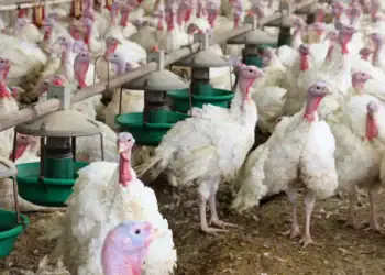 طرح توجیهی احداث فارم پرورش بوقلمون