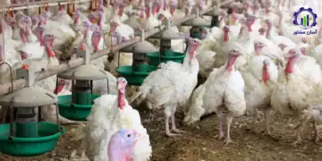 طرح توجیهی احداث فارم پرورش بوقلمون
