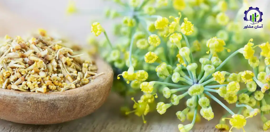 طرح توجیهی احداث فارم پرورش رازیانه