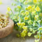 طرح پرورش رازیانه