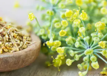 طرح توجیهی احداث فارم پرورش رازیانه