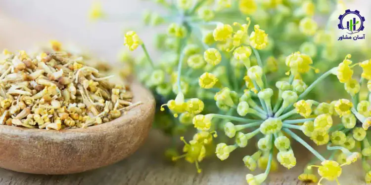طرح توجیهی احداث فارم پرورش رازیانه