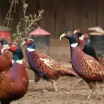 طرح توجیهی احداث فارم پرورش قرقاول