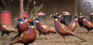 طرح توجیهی احداث فارم پرورش قرقاول