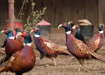 طرح توجیهی احداث فارم پرورش قرقاول