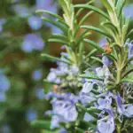 طرح توجیهی احداث فارم کاشت و پرورش گیاه رزماری