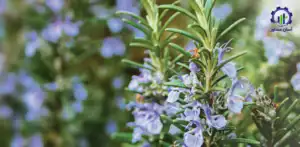 طرح توجیهی احداث فارم کاشت و پرورش گیاه رزماری