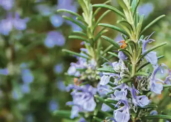 طرح توجیهی احداث فارم کاشت و پرورش گیاه رزماری