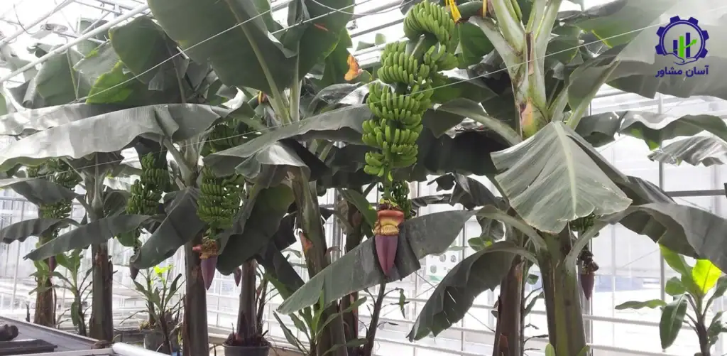 طرح توجیهی احداث گلخانه پرورش موز