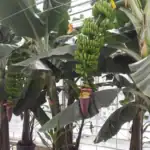 طرح توجیهی احداث گلخانه پرورش موز