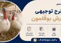 طرح پرورش بوقلمون