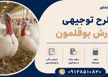 طرح پرورش بوقلمون
