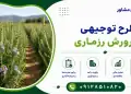 طرح پرورش رزماری