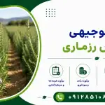 طرح پرورش رزماری