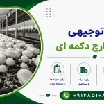 طرح پرورش قارچ دکمه ای