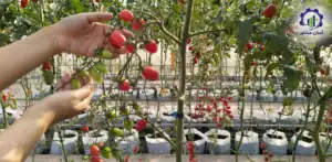 مراحل کشت گلخانه ای گوجه فرنگی