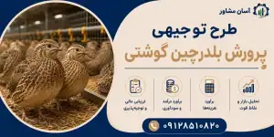 طرح پرورش بلدرچین گوشتی