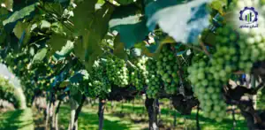 بررسی بازار داخلی و خارجی فارم پرورش انگور